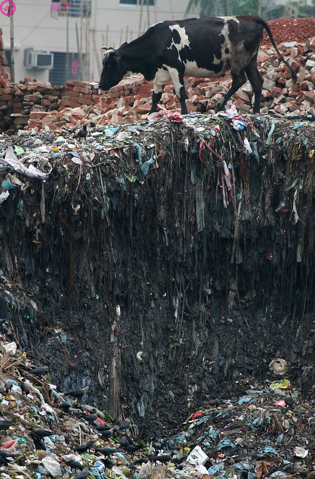 Uma vaca pastando em meio a pilhas de lixo em Dhaka. Com mais de 8.000 favelas, milhares de pessoas trabalham todos os dias no ambiente poluído da capital de Bangladesh. A cidade é conhecida por ter a segunda fonte de água mais poluída do mundo, contaminadas por resíduos industriais e excrementos humanos. As autoridades locais em Dhaka não consideram eliminação de resíduos uma prioridade e, como resultado, o lixo se acumula em grandes montes ao redor da cidade, antes de ser finalmente removido. Brunopress